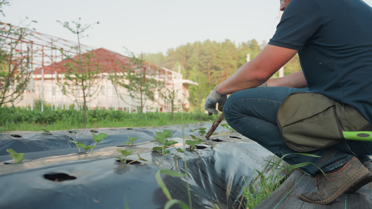 male farmer kneels on black mulch, grips wooden handle to burrow soil holes for new seedlings, closeup view captures soil tumbling around tool tip with surrounding plants and greenery in sunlit field