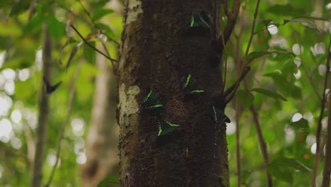 árbol cubierto de hermosas mariposas negras y verdes