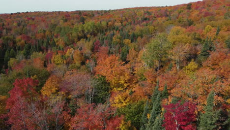 An-aerial-drone-shot-tracking-2-birds-in-midflight-playfully-chasing-each-other-above-the-treetops-on-a-beautiful-autumn-day-in-a-woodlands-forest