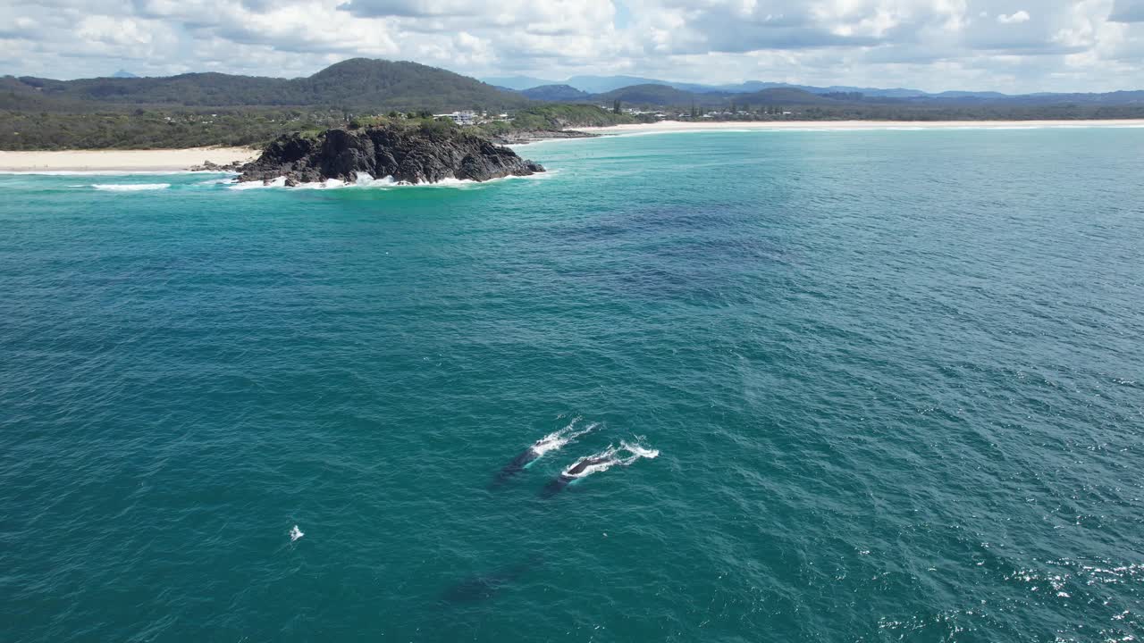 Vista aerea di due balene megattere che nuotano nell'oceano nel NSW, Australia - ripresa da drone