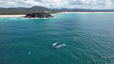 Aerial-View-Of-Two-Humpback-Whales-Swimming-In-The-Ocean-In-NSW,-Australia---drone-shot