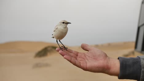 the friendship between a man and a bird