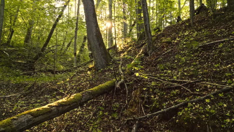 sunlit forest path