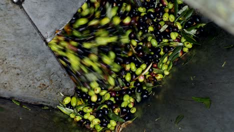 making olive oil- olive oil mill in south of italy