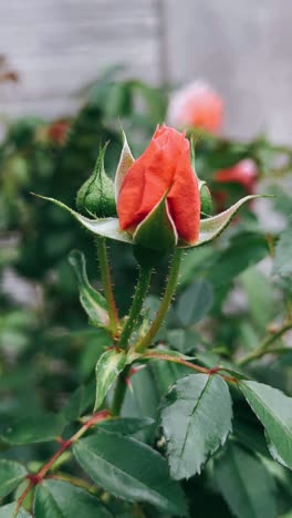 close-up of a vibrant orange rose bud