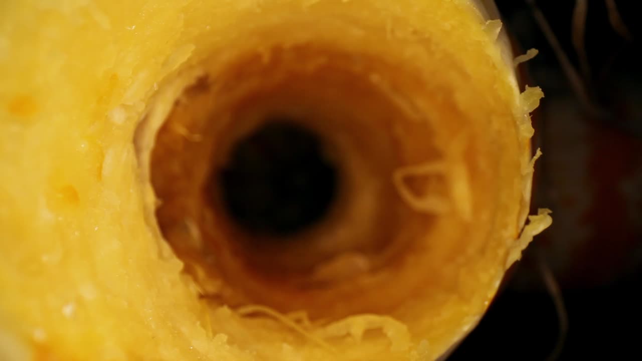 tirando hacia atrás a través del núcleo de una calabaza