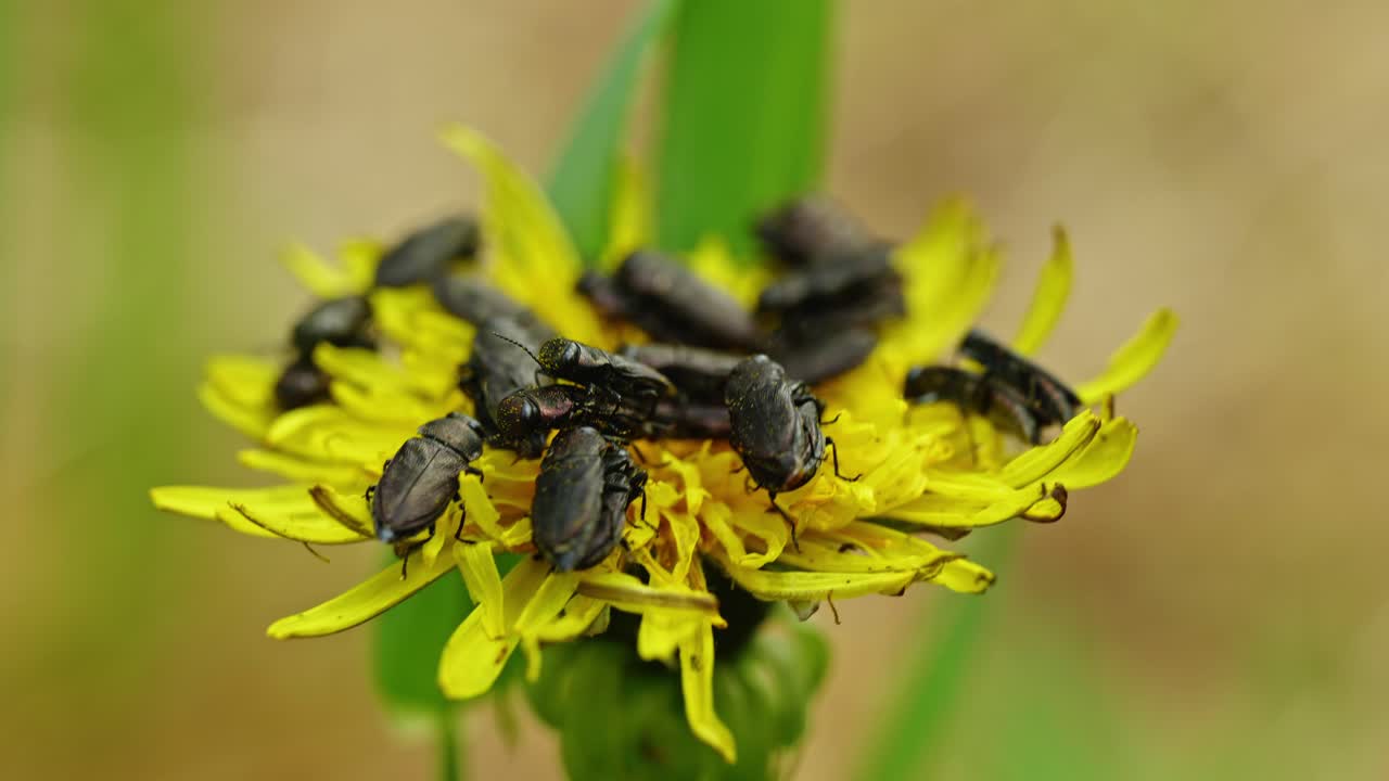 리 없는 생존자: 도마의 이야기