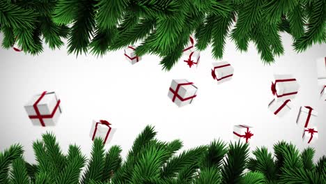 Animation-of-gifts-falling-over-fir-trees-branches-on-white-background