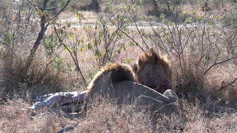 Two-male-lions-feed-on-zebra-kill-on-dry-grass-by-bush-in-sunlight