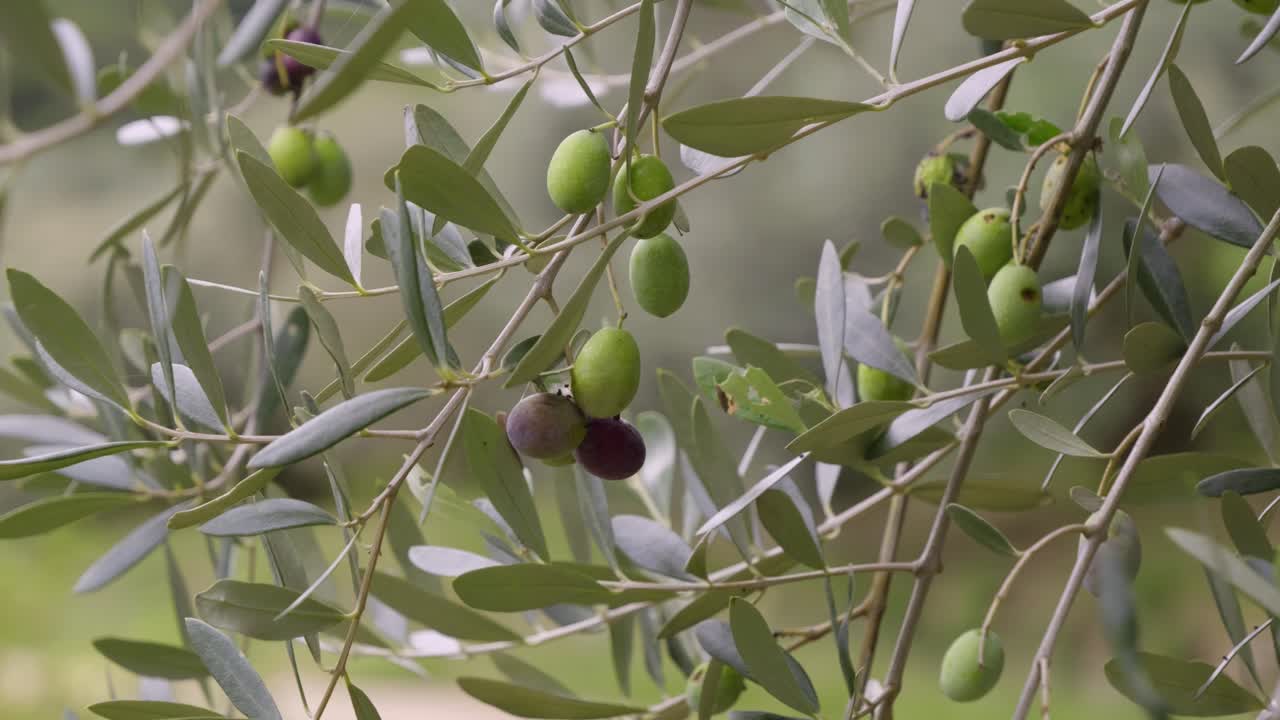 Cinematic close up of green olives growing on tree