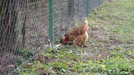 Hen-raking-in-earth-with-slow-motion-effect