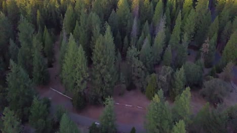 drone panning up above trees to reveal forest during sunset in lassen county in northern california