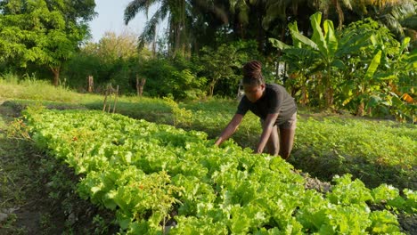 young female african farmer working on salad plantation in africa checking the quality of the plant before harvesting and sell it on local market