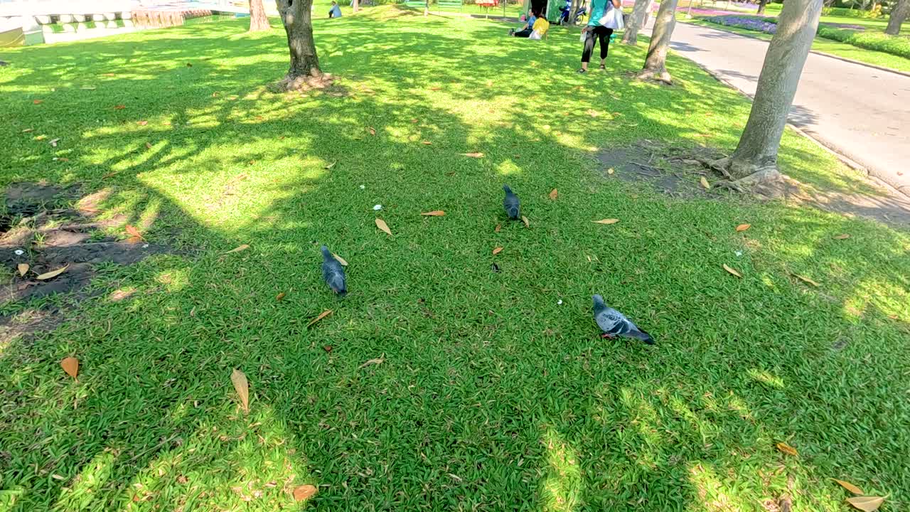 Pigeons foraging on a sunlit grassy area in Rama IX Park, Bangkok. Shadows of trees create a serene atmosphere