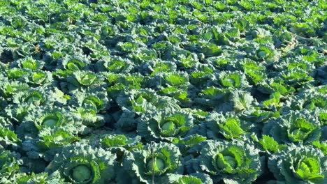 fresh cultivated cabbage, sown in field , closeup