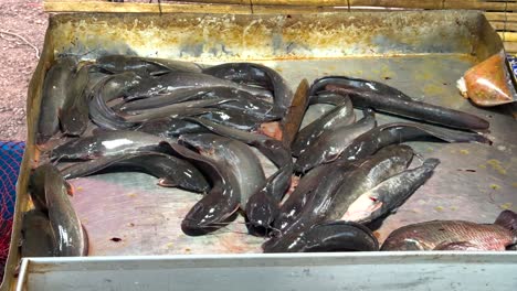 live catfish displayed in a market tray