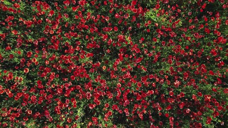 drone taking off with the camera pointing straight down over a field of poppies gently swaying in the wind