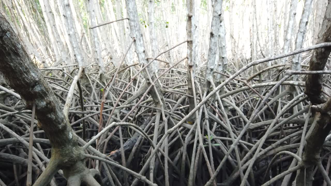 Tangled and Exposed Mangroves Prop Roots at Low Tide ascending into Treetop Green Leaves and Sky of Beautiful Mangrove Forest in Bali Indonesia Southeast Asia
