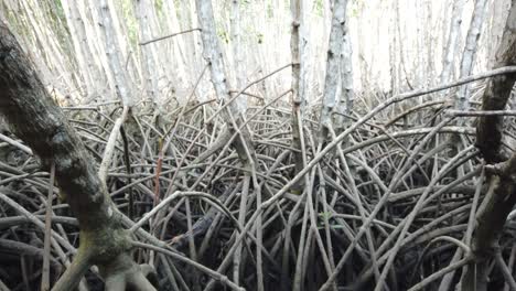 tangled and exposed mangroves prop roots at low tide ascending into treetop green leaves and sky of beautiful mangrove forest in bali indonesia southeast asia