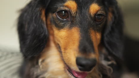 Wet-dachshund-sausage-dog-panting-as-it-looks-around-the-room