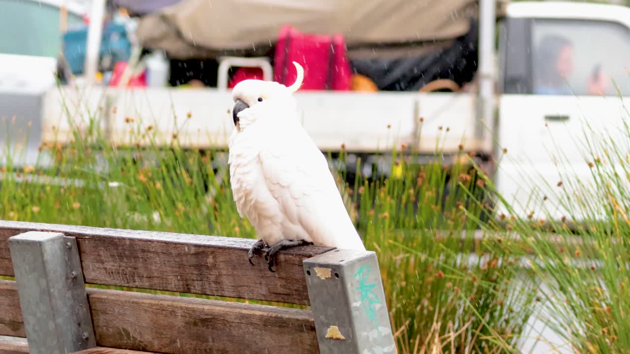 cacahuete posado en la valla cerca de los vehículos estacionados