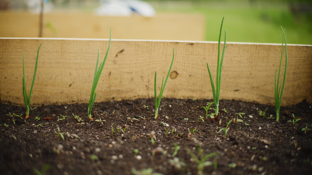Onions growing in a raised garden bed