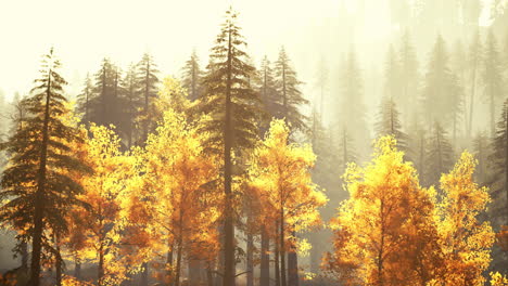 golden autumn forest