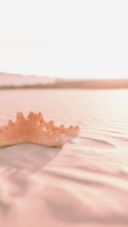 starfish on a sandy beach at sunset