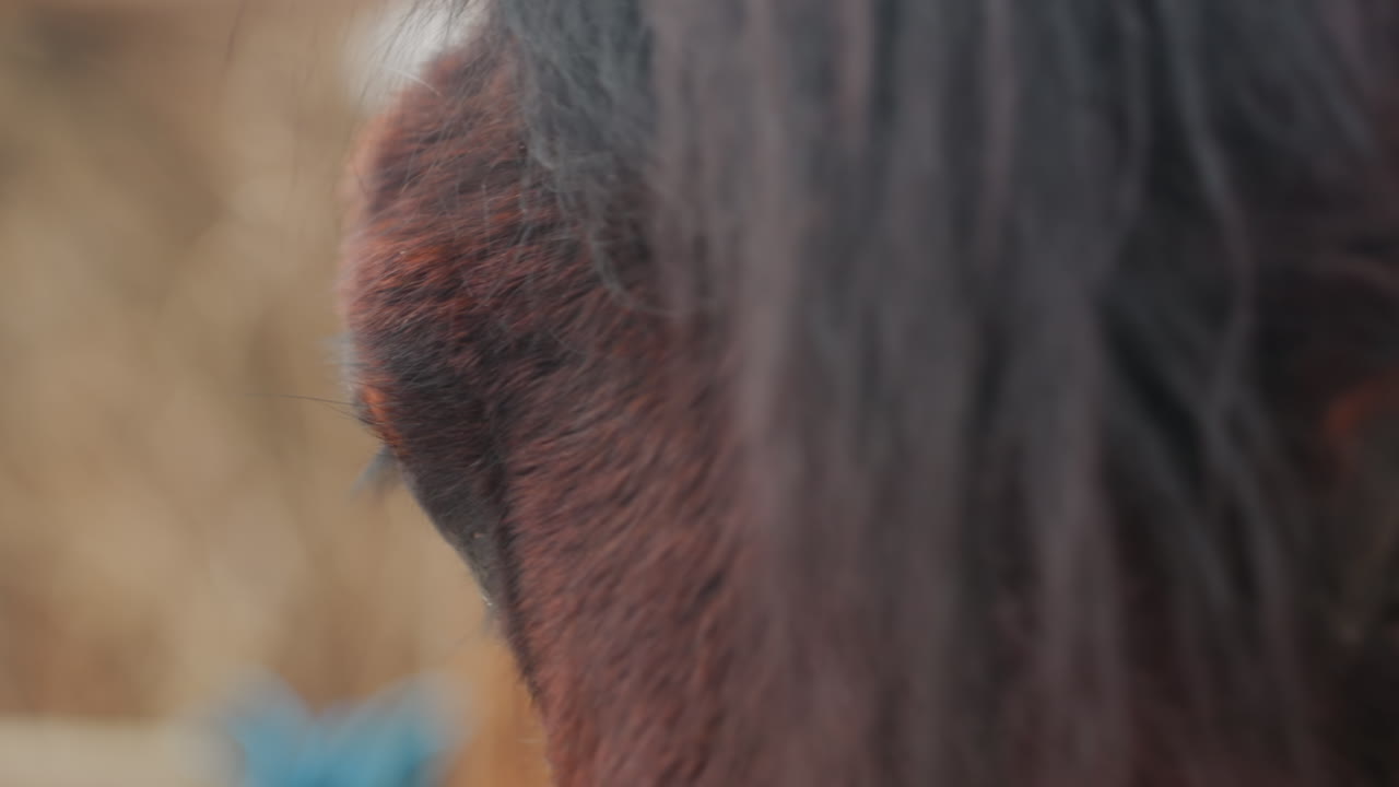 말의 연결을 묘사한 평온한 장면으로, 기수와 위엄 있는 말 사이의 깊은 유대감을 보여주고, 승마인과 고귀한 말 사이의 깊은 감정적 연결을 강조하는 고요한 겨울 풍경입니다.