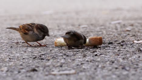 Sparrows-feeding-from-a-bread-piece-on-a-cold-winter-day,-closeup-birds