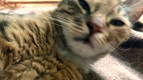 gato gris con bigote en el hocico