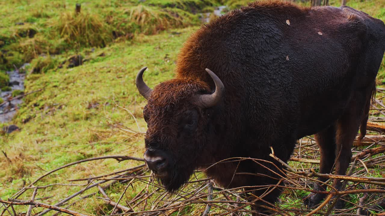 European Bison in a Natural Habitat
