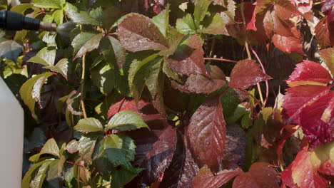 plants in vertical garden