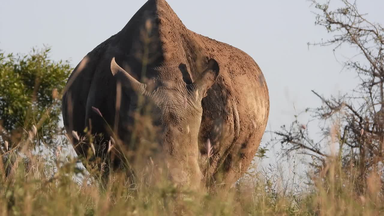한 새 가 잡초 를 잡는 동안  ⁇  코 ⁇ 소 에 착륙 한다