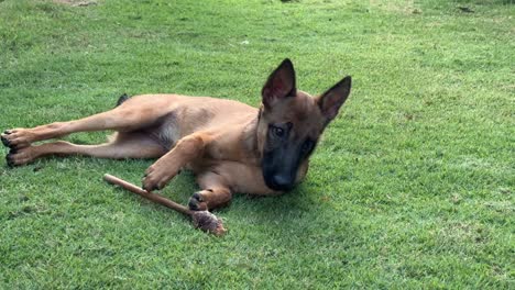 Playful-young-purebred-belgian-shepherd-playing-and-biting-a-wooden-spatula,-tumbling-on-the-ground,-scratching-its-back-against-the-grass,-close-up-shot