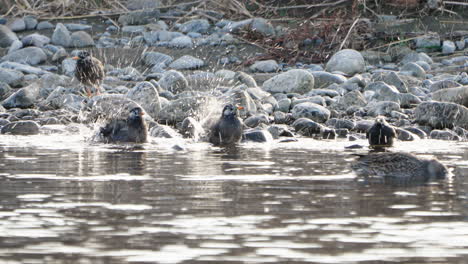 shot of a group of white cheeked starling cleaning themselves in the water then flew away at the futakotamagawa river in tokyo, japan - close up