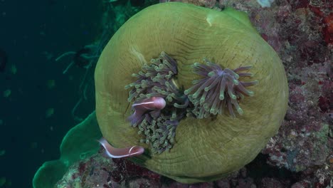 pez anémona de mofeta rosa nadando en una anémona de mar verde cerrada en un arrecife de coral tropical