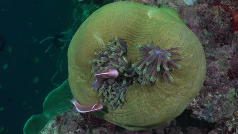 pink skunk anemonefish swimming in a closed green sea anemone on a tropical coral reef