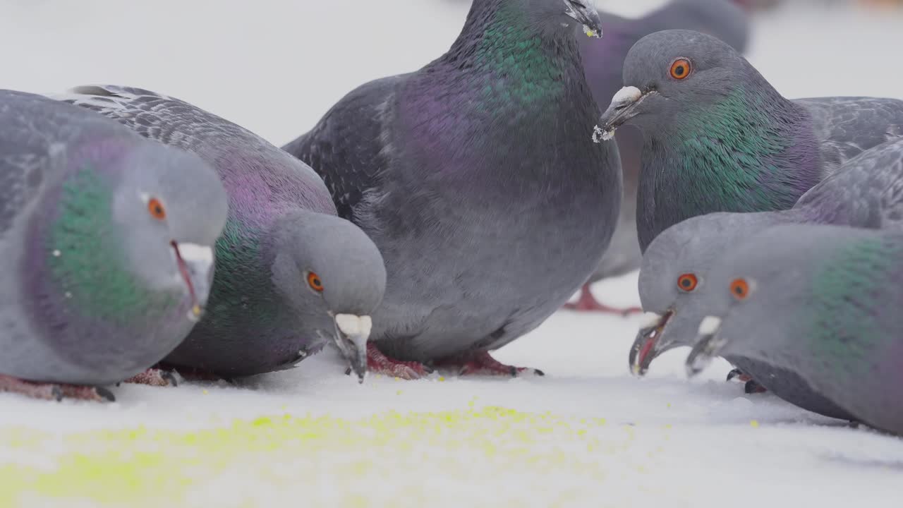 눈 속에서 먹이를 먹는 비둘기
