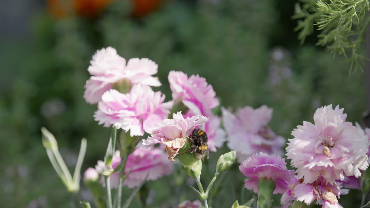 Nærbillede video af en humlebi, der samler pollen fra lyserøde og lilla nelliker, på en solrig sommerdag
