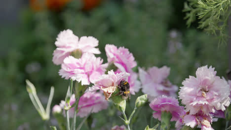 close up video of a honey bumble bee collecting pollen from pink and purple carnation flowers, on a sunny summers day