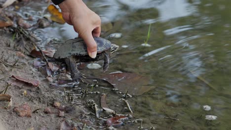 man's hand release a turtle in the pond - slow motion