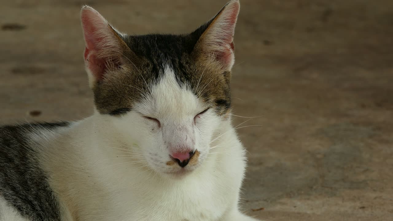 gato descansando en el suelo de hormigón