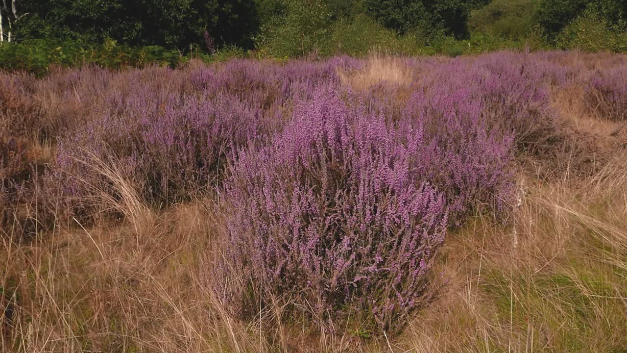 히더 또는 링 (calluna vulgaris) 은 9 월에 꽃을 피운다.