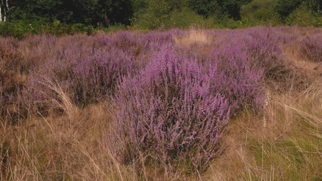 heather or ling, calluna vulgaris, in flower in september