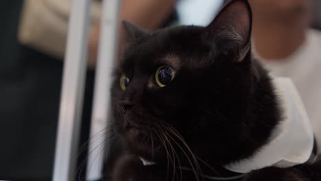 closeup of black cat at pet fest 2024 in ice bsd city, tangerang regency, indonesia