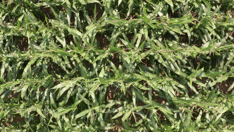 top view of corn field