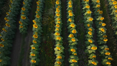 aerial view of a sunflower field in rows