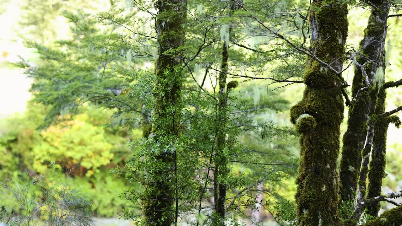 Camera slowly pans across moss-covered trees in a vibrant New Zealand rainforest, with soft natural daylight and rich green foliage dominating the serene scene