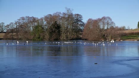 el lago congelado. himley hall. febrero. staffordshire. reino unido